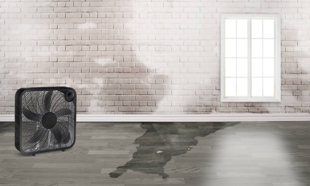 Best Mold removal after water damage  in Rock Creek, AL